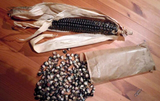 Hopi blue corn