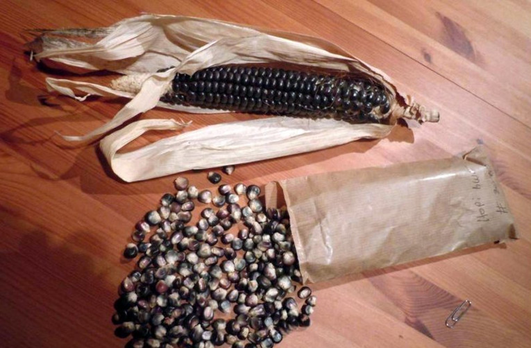 Hopi blue corn