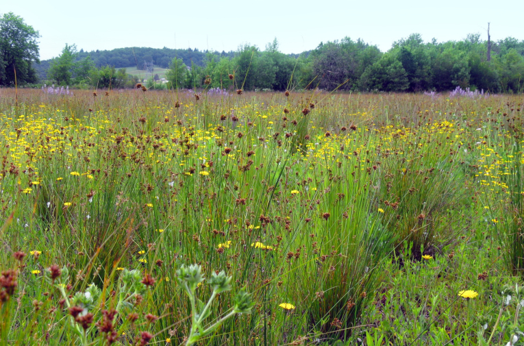 restored prairie