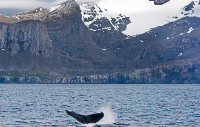 humpback whales