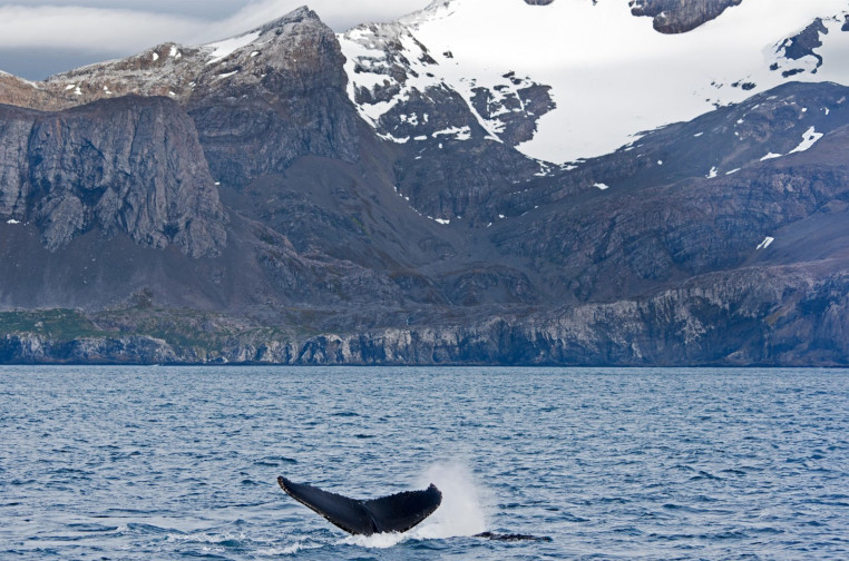 humpback whales