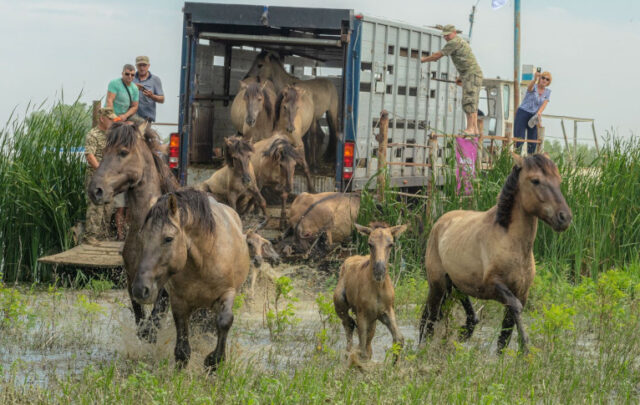 Konik horses