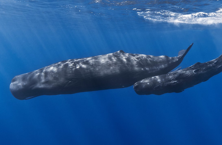 Mother and baby sperm whale