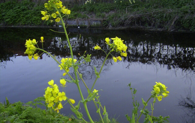 Brassica rapa