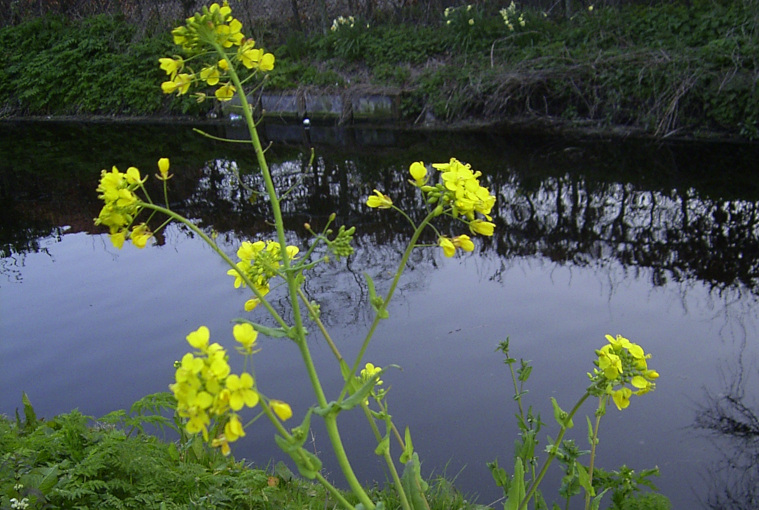 Brassica rapa