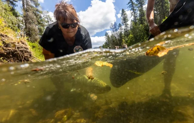 Salmon returning to a river