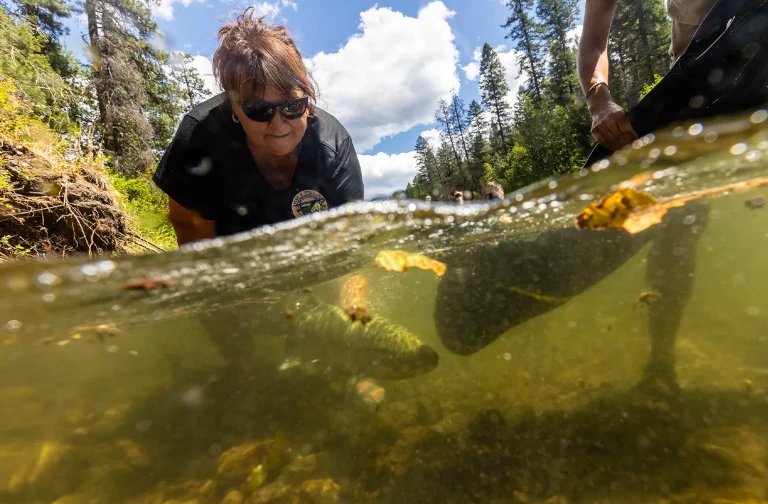 Salmon returning to a river