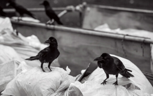 crows eating garbage