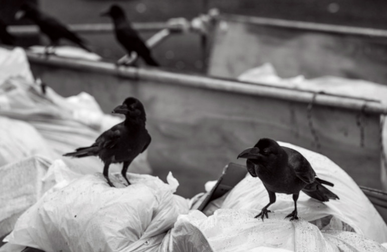 crows eating garbage