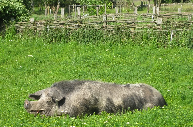 heritage pigs