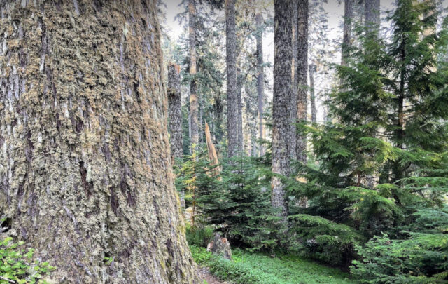 old-growth forest