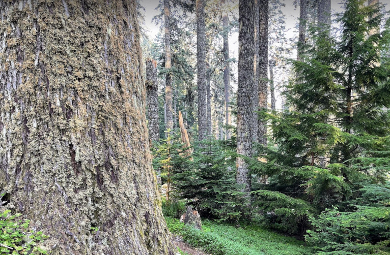 old-growth forest