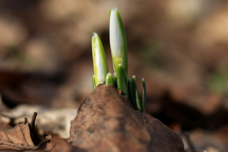 crocuses