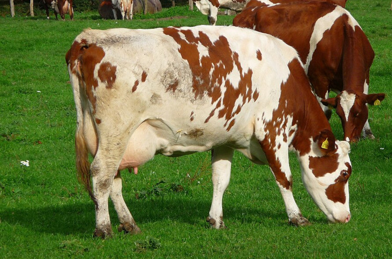 Grazing dairy cattle