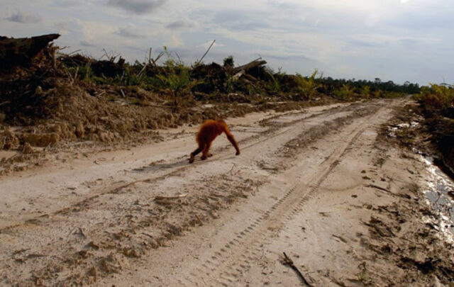 Orangutan crossing palm oil plantation