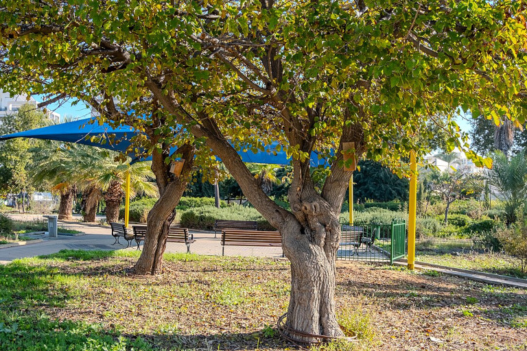 Food forest in Ashdod.