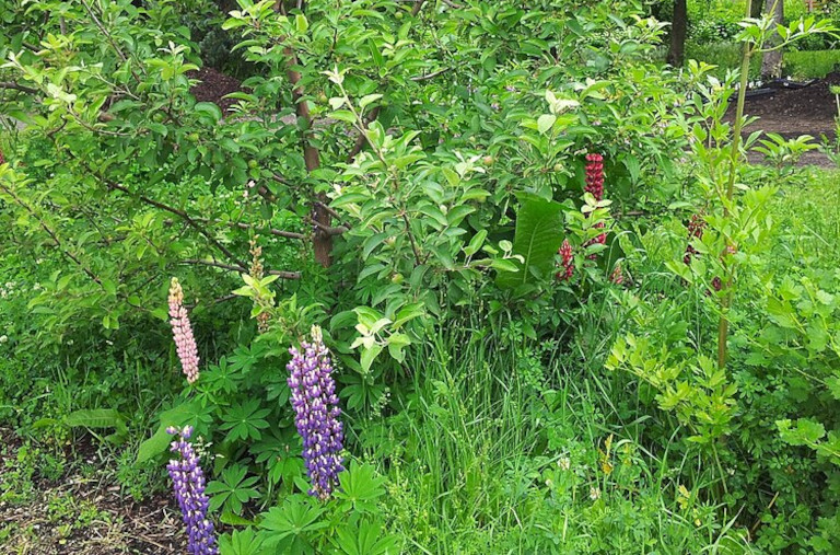 Food forest in France