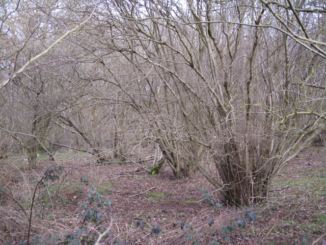 hazel coppice