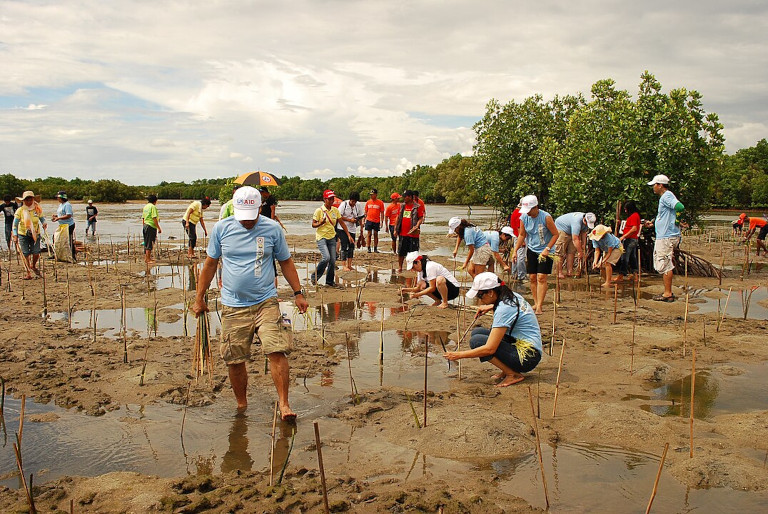 Mangrove planting