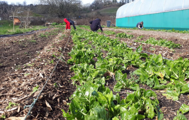 Community food growing