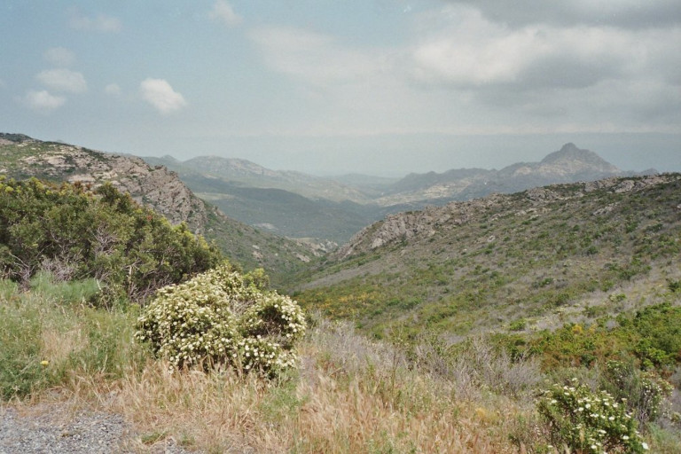 Low maquis in Corsica.