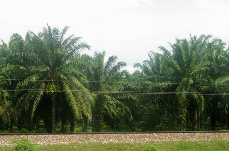 Palm oil plantation