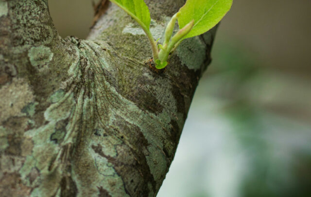 tree seedling