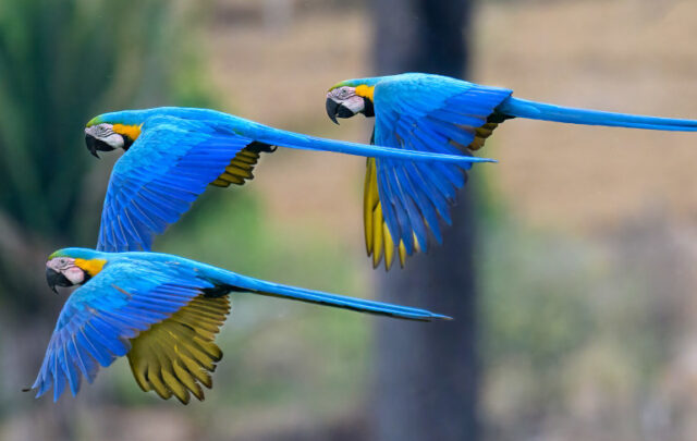Macaws flying over the Mato Grosso