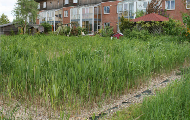 constructed wetlands