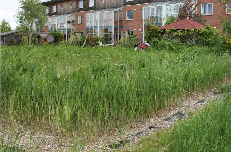 constructed wetlands