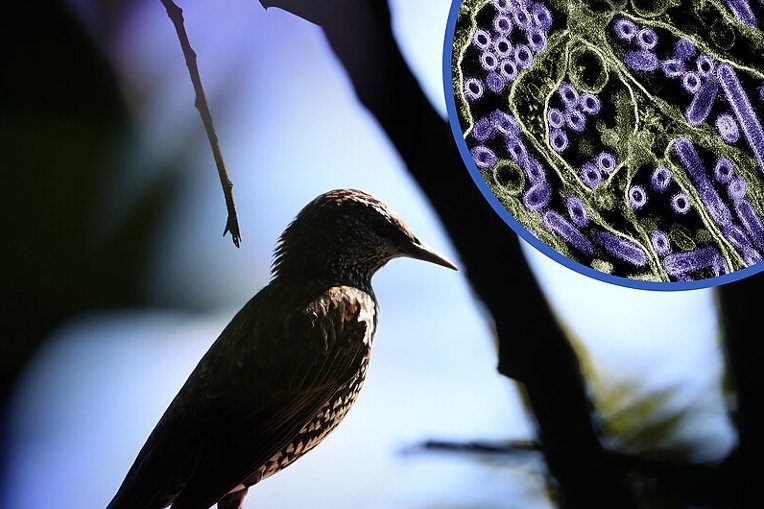 Photo of a wild bird. In the upper right corner is a colorized transmission electron micrograph of H5N1 virus particles