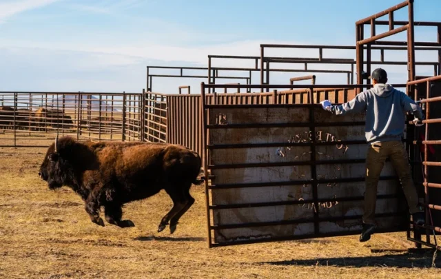 Freeing buffalo on the Great Plains