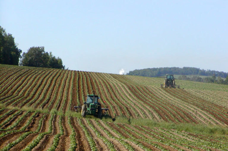 potato field