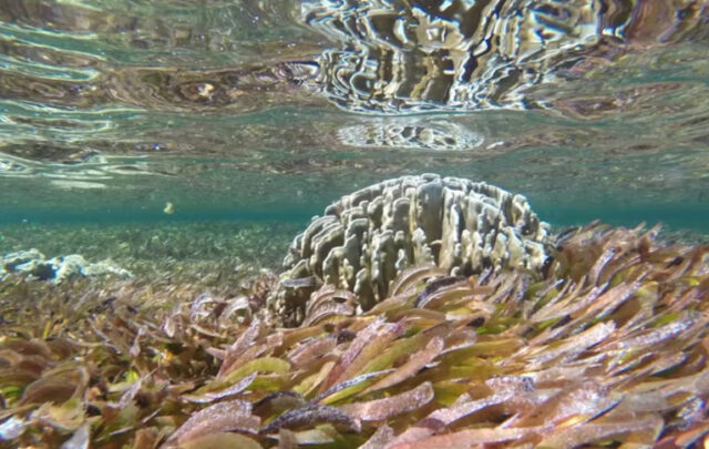 Seagrass meadows