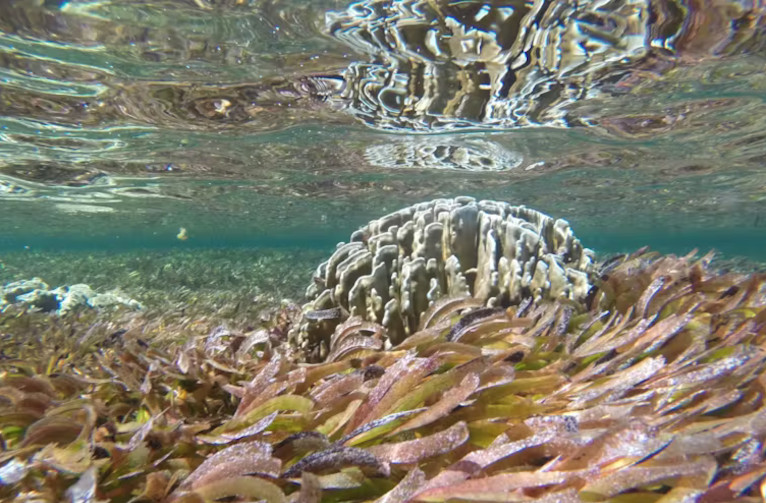 Seagrass meadows