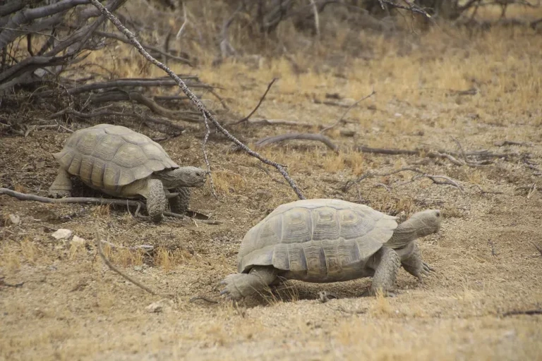 box turtles