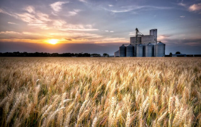 wheat field