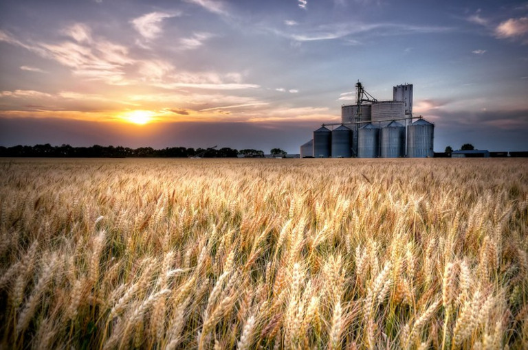 wheat field