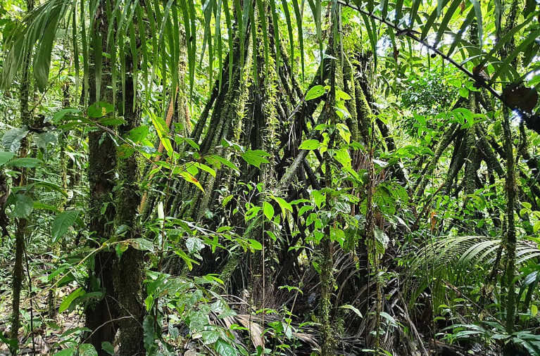 Walking tree in the Amazon