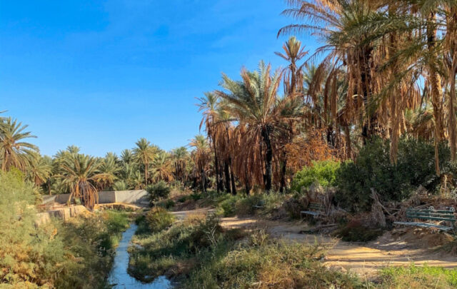 Oasis in Tunisia