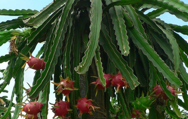 Dragonfruit tree