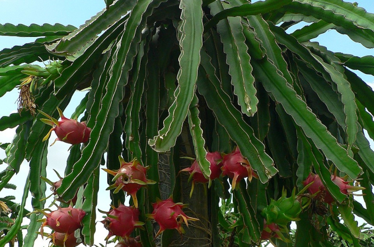 Dragonfruit tree