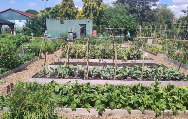 Veg growing at Redcatch community garden