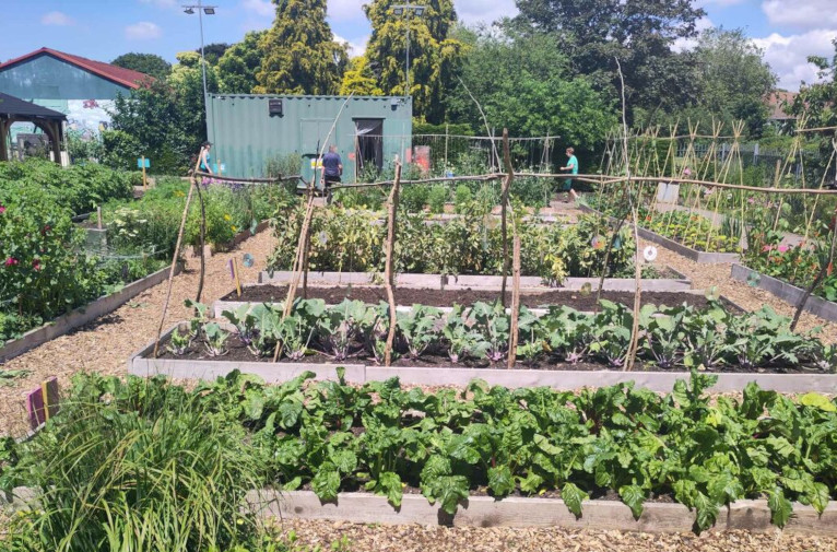 Veg growing at Redcatch community garden