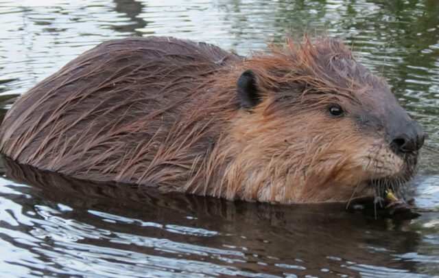 beavers