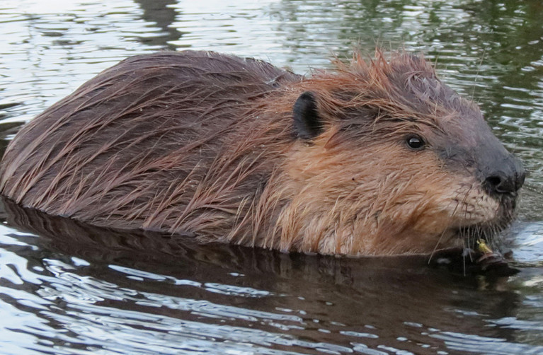 beavers