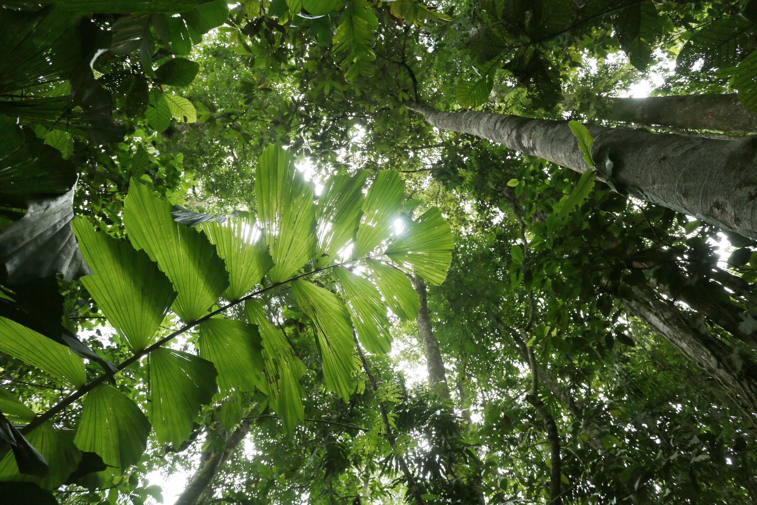 Costa Rica rainforest by Rhett A. Butler