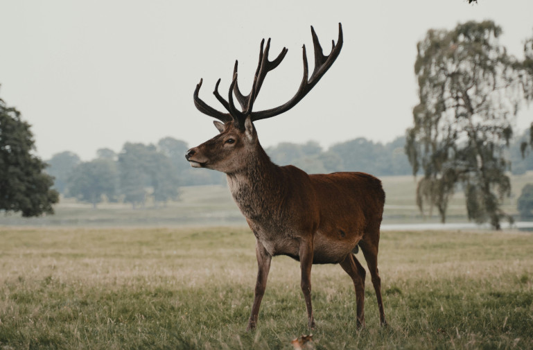 stag