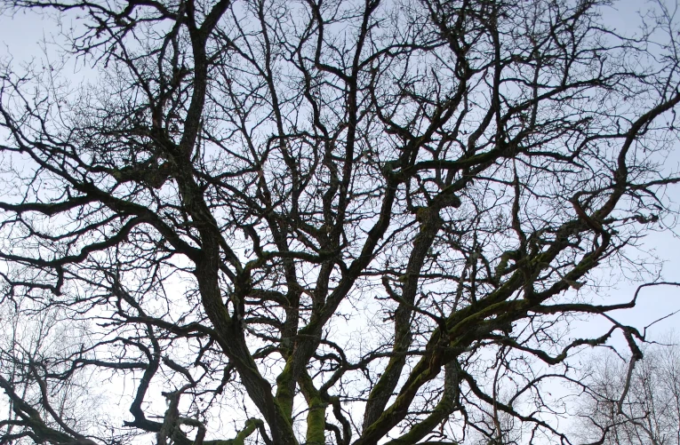 oak tree