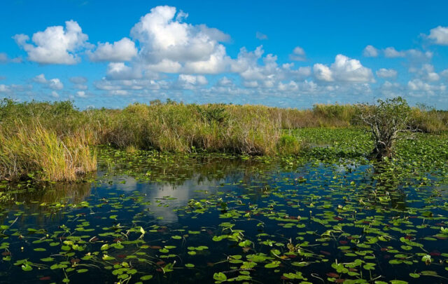 Everglades Anhinga Trail Pond